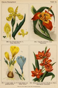 Iris Pseud-Acorus, Tigridia Pavonia, Crocus Vernus, Crocus Aureus, Schizostylis Coccinea (kolor lito) autorstwa (after) German School