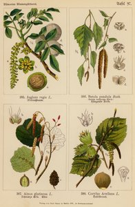 Juglans Regia, Betula Pendula, Alnus Glutinosa, Corylus Avellana (kolorowa litografia) autorstwa (after) German School