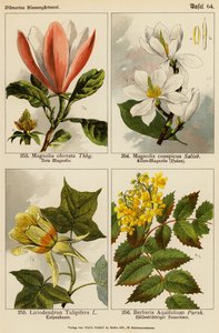 Magnolia Obovata, Magnolia Conspicua, Liriodendron Tulipifera, Berberis Aquifolium (kolor lito) autorstwa (after) German School