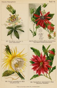 Passiflora Coerulea, Passiflora Racemosa, Cereus Grandiflorus, Epiphyllum Ackermannii (kolor lito) autorstwa (after) German School