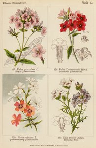 Phlox Paniculata, Phlox Drummondii, Phlox Subulata, Gilia Tricolor (kolorowa litografia) autorstwa (after) German School