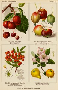 Pirus Baccata, Pirus Prunifolia, Pirus Aucuparia, Pirus Cydonia (kolor lito) autorstwa (after) German School