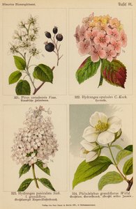 Pirus Canadensis, Hydrangea Opulodes, Hydrangea Paniculata, Philadelphus Grandiflorus (kolorowa litografia) autorstwa (after) German School