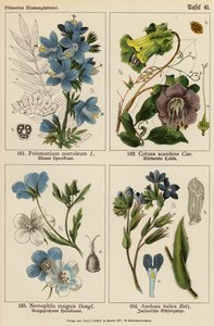 Polemonium Coeruleum, Cobaea Scandens, Nemophila Insignis, Anchusa Italica (kolorowa litografia) autorstwa (after) German School