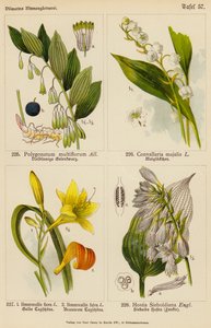 Polygonatum Multiflorum, Convallaria Majalis, Hemerocallis Flava, Hemerocallis Fulva, Hostia Sieboldiana (kolor lito) autorstwa (after) German School