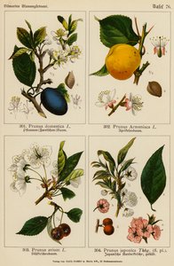 Prunus Domestica, Prunus Armeniaca, Prunus Avium, Prunus Japonica (litografia barwna)