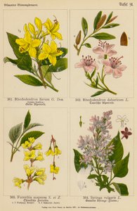 Rhododendron Flavum, Rhododendron Dahuricum, Forsythia Suspensa, Syringa Vulgaris (kolorowa litografia) autorstwa (after) German School