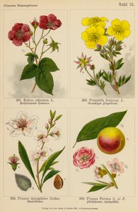 Rubus Odoratus, Potentilla Fruticosa, Prunus Amygdalus, Prunus Persica (kolorowa litografia) autorstwa (after) German School