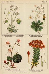 Saxifraga Decipiens, Saxifraga Hypnodes, Saxifraga Umbrosa, Saxifraga Sarmentosa, Rochea Coccinea (kolor lito) autorstwa (after) German School