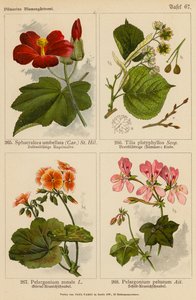 Sphaeralcea Umbellata, Tilia Platyphyllos, Pelargonium Zonale, Pelargonium Peltatum (kolor lito) autorstwa (after) German School