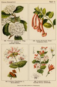 Viburnum Tomentosum, Abelia Floribunda, Lonicera Caprifolium, Lonicera Tatarica (kolor lito) autorstwa (after) German School