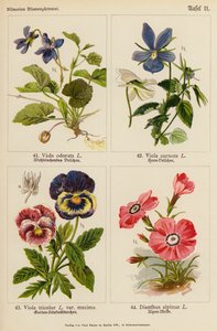 Viola odorata, Viola cornuta, Viola tricolor, Dianthus alpinus (kolor lito) autorstwa (after) German School