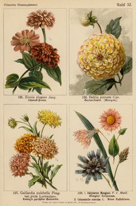 Zinnia Elegans, Dahlia Pinnata, Gaillardia Pulchella, Helipterum Manglesii, Catananche Coerulea (kolorowa litografia) autorstwa (after) German School