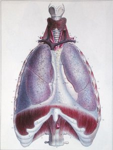 Anatomia płuc, z „Manuel d