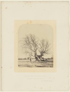 Buk Pollarda na trawniku Smitha autorstwa 14th Earl of Caithness James Sinclair