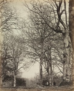 Buk królowej Adelajdy, przed 1864 r. autorstwa 14th Earl of Caithness James Sinclair