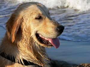 Golden Retriever autorstwa Monika Wittrich