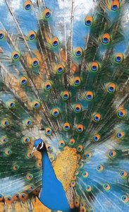 Pavo Real. autorstwa Margareta Uliarte