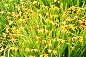 Obrazy olejne w stylu kwiatowym autorstwa Albert Mansour
