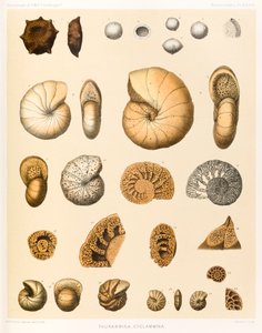 Thurammina-Cyclammina (Foraminifera PL. XXXVII)? z ?Podróży HMS ?Challenger?1873-76? opublikowany w 1884 r. autorstwa A.T. Hollick