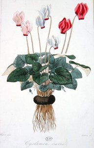 Cyklamen, grawerowany przez Debray (kolor lito) autorstwa A. (after) Faguet