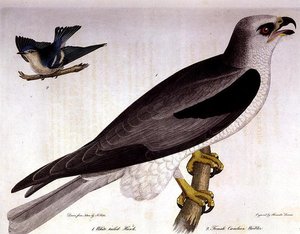 Jastrząb bielik i wodniczka Caerulean, grawerowane przez Alexandra Lansona (kolorowy grawerunek) autorstwa A. (after) Rider