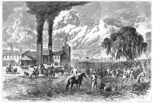 Plantacja cukru, Nowy Orlean, 1870. autorstwa A. R. Ward