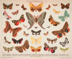 Motyle. II. autorstwa A. Reichert