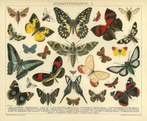 Motyle. I. autorstwa A. Reichert