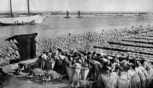 Ilości dorsza suszącego się na słońcu w Aveiro przy ujściu rzeki Vouga, Portugalia, ok. 1930