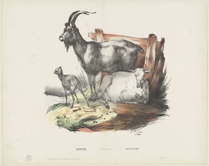 Boucs / Bokken (tytuł na obiekcie) autorstwa A. van Loco