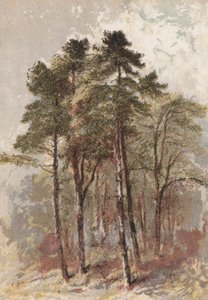 Grupa jodeł (chromolitho) autorstwa Aaron Edwin Penley