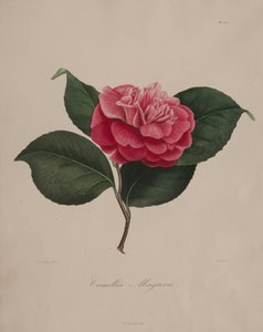 Ikonografia rodzaju kamelia: nr 171, 1839-1843. autorstwa Abbé Laurent Berlèse