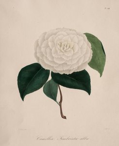 Ikonografia rodzaju kamelii: nr 194, 1839-1843. autorstwa Abbé Laurent Berlèse