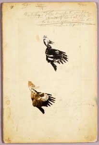 2 Szablony Rush, folder do książki "Ukrywanie ubarwienia w królestwie zwierząt autorstwa Abbott Handerson Thayer