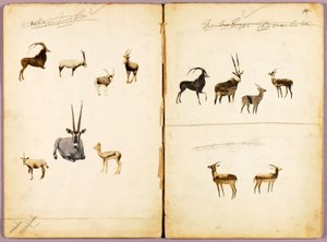 Antylopy, folder edukacyjny do książki Concealing Coloration in the Animal Kingdom autorstwa Abbott Handerson Thayer