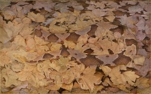 Copperhead Snake on Dead Leaves, studium do książki Concealing Coloration in the Animal Kingdom. autorstwa Abbott Handerson Thayer
