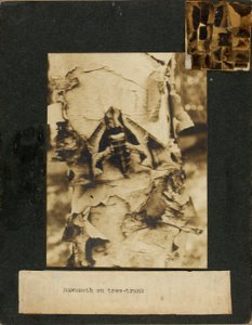 Ćma jastrzębiowata na pniu drzewa, folder do książki Concealing Coloration in the Animal Kingdom autorstwa Abbott Handerson Thayer