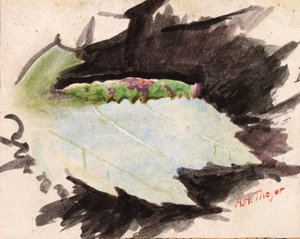 Heterocampa Biundata, Walker, studium do książki Concealing Coloration in the Animal Kingdom, b.d. autorstwa Abbott Handerson Thayer