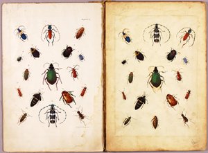OWADY - Kolorowe chrząszcze, krajobraz, teczka studiów do książki Concealing Coloration in the Animal Kingdom autorstwa Abbott Handerson Thayer