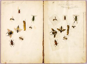 Owady - barwne, teczka studialna do książki Concealing Coloration in the Animal Kingdom autorstwa Abbott Handerson Thayer