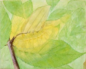 Lunar Caterpillar, studium do książki Concealing Coloration in the Animal Kingdom, b.d. autorstwa Abbott Handerson Thayer