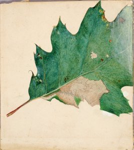 Oligocentra Lignicolor, Walker, studium do książki Concealing Coloration in the Animal Kingdom. autorstwa Abbott Handerson Thayer
