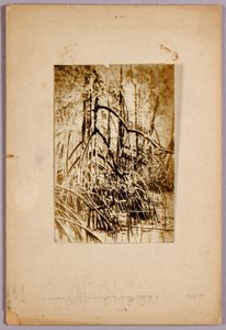 Zdjęcie bagna, folder do książki Concealing Coloration in the Animal Kingdom autorstwa Abbott Handerson Thayer