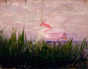 Roseate Spoonbill, opracowanie do książki Concealing Coloration in the Animal Kingdom autorstwa Abbott Handerson Thayer
