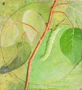 Sphinx Caterpillar, studium do książki Concealing Coloration in the Animal Kingdom, b.d. autorstwa Abbott Handerson Thayer