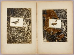Kaczki szablonowe, folder edukacyjny do książki Concealing Coloration in the Animal Kingdom autorstwa Abbott Handerson Thayer