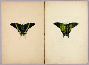 Ćma urania, teczka studiów do książki „Maskujące ubarwienie w królestwie zwierząt” autorstwa Abbott Handerson Thayer
