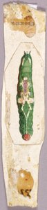 White Birch Leaf Edge Caterpillar, studium do książki Concealing Coloration in the Animal Kingdom. autorstwa Abbott Handerson Thayer