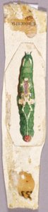 Gąsienica White Birch Leaf Edge, opracowanie do książki Concealing Coloration in the Animal Kingdom autorstwa Abbott Handerson Thayer